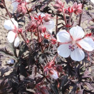 Geranium pratense Midnight Ghost®