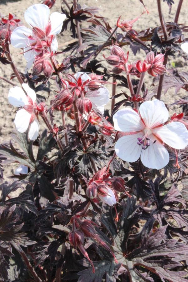 Geranium pratense Midnight Ghost®