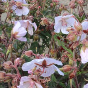 Geranium pratense Milou®