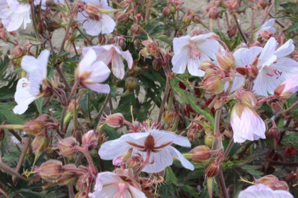 Geranium pratense Milou®