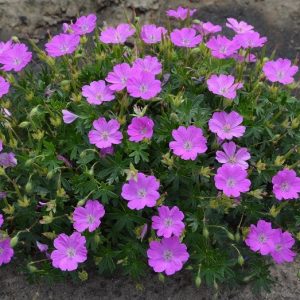 Geranium Pink Diadem