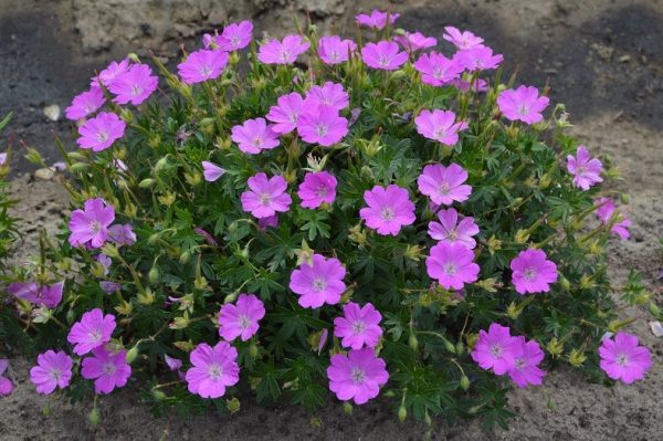 Geranium Pink Diadem