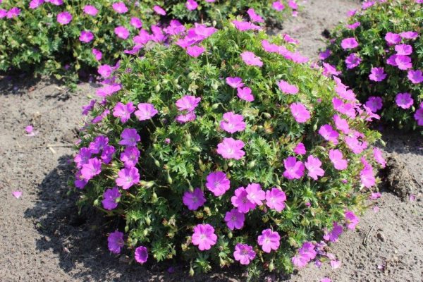 Geranium Pink Diadem - Image 2