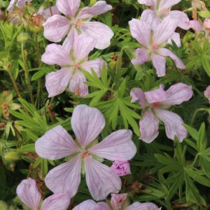 Geranium sanguineum Pink Pouffe® PBR