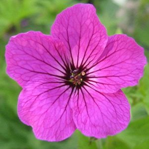 Geranium Red Admiral