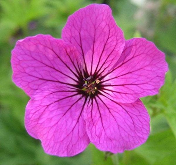 Geranium Red Admiral