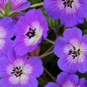Geranium Rise and Shine®