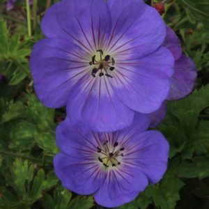 Geranium Rozanne®