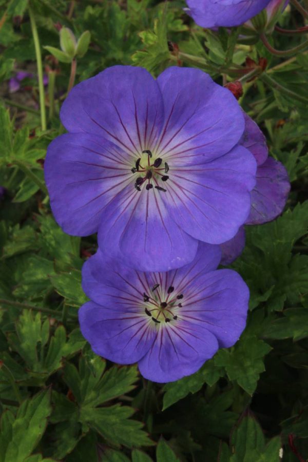 Geranium Rozanne®