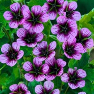 Geranium Salome