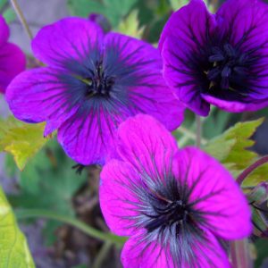 Geranium Sandrine®