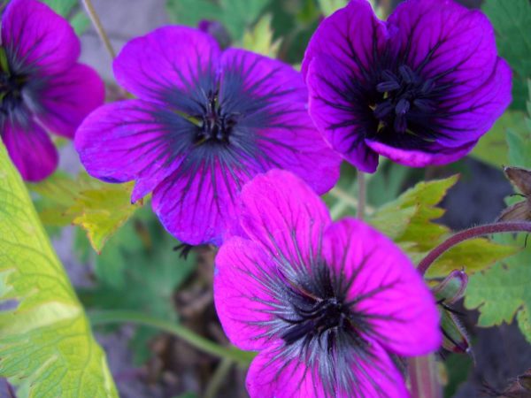 Geranium Sandrine®