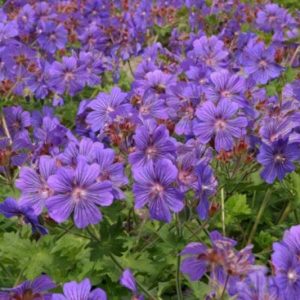 Geranium Sibani Blue®