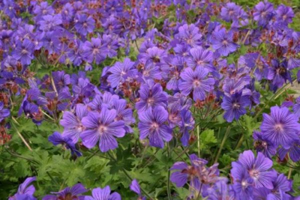 Geranium Sibani Blue®