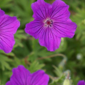 Geranium Tiny Monster