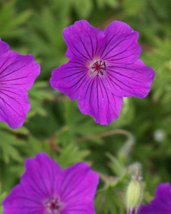 Geranium Tiny Monster