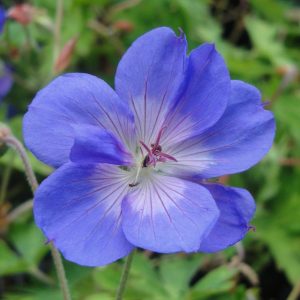 Geranium Happy Buxton®
