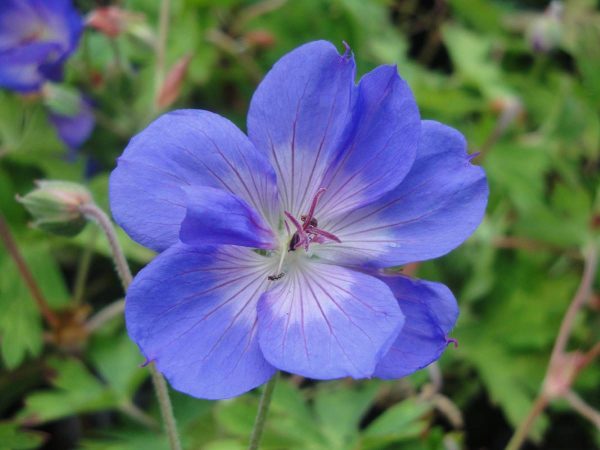 Geranium Happy Buxton®
