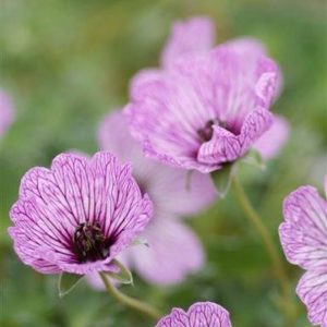Geranium cinereum Ballerina