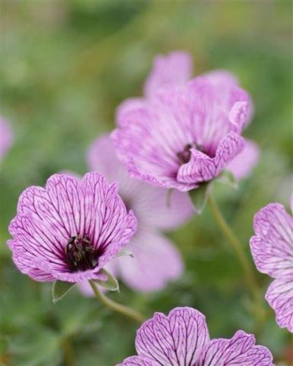 Geranium cinereum Ballerina