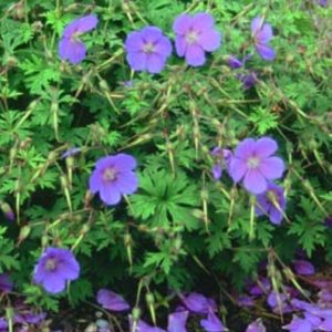 Geranium himalayense Baby Blue
