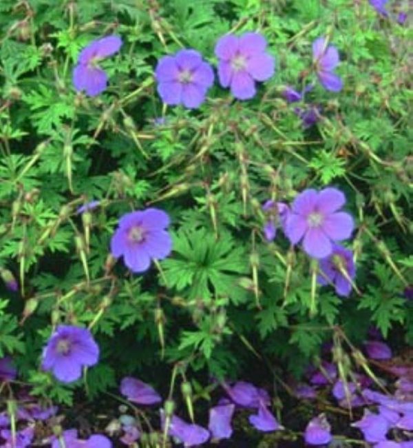 Geranium himalayense Baby Blue