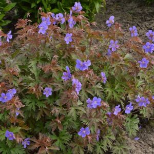 Geranium himalayense Kaya®