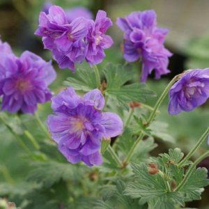 Geranium himalayense Plenum(Birch Double)
