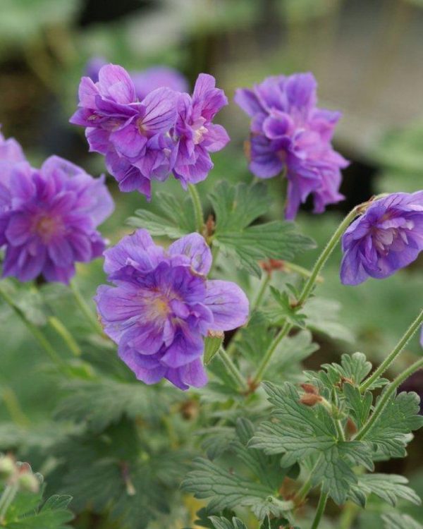 Geranium himalayense Plenum(Birch Double)