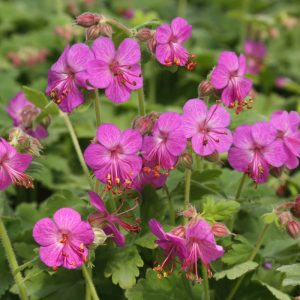 Geranium macrorrhizum Vitalis