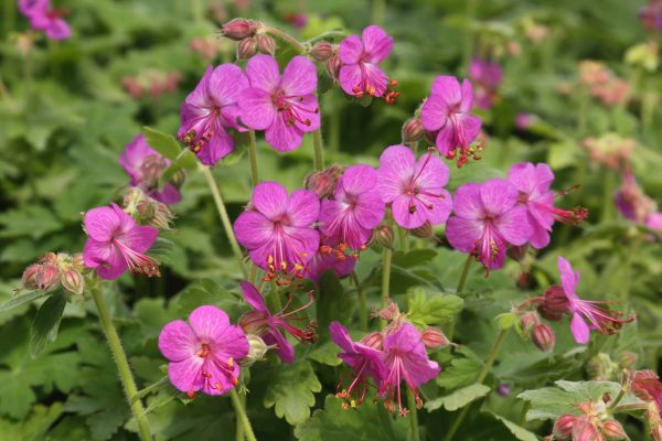 Geranium macrorrhizum Vitalis