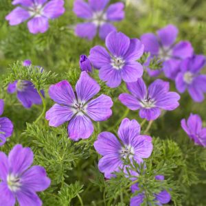 Geranium magniflorum La Veta Lace®