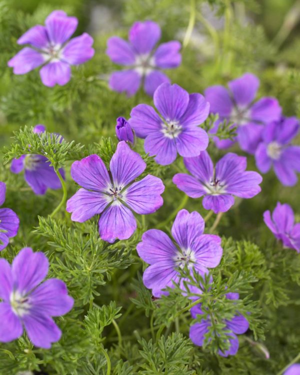 Geranium magniflorum La Veta Lace®