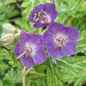 Geranium phaeum Margaret Wilson