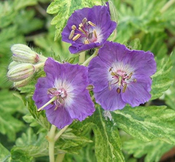 Geranium phaeum Margaret Wilson