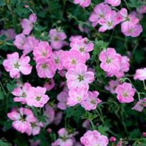 Geranium riv. Mavis Simpson