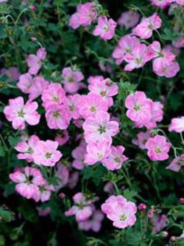Geranium riv. Mavis Simpson