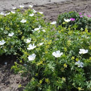 Geranium sang Snowflake