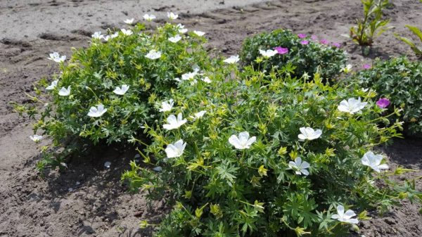 Geranium sang Snowflake