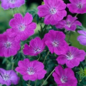 Geranium sanguineum New Hampshire Purple