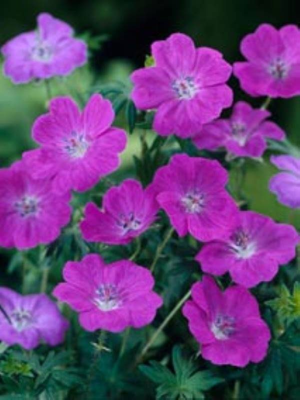 Geranium sanguineum New Hampshire Purple