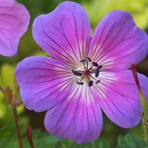 Geranium Rainbow®