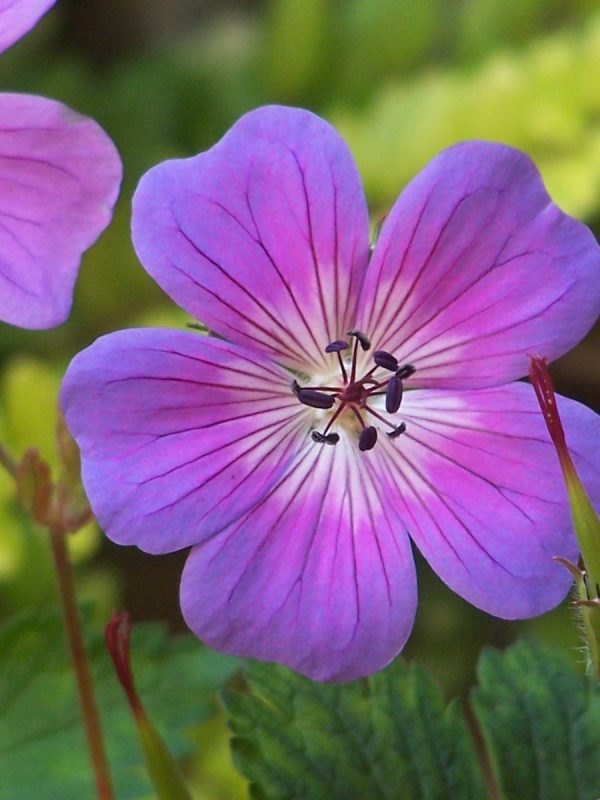 Geranium Rainbow®