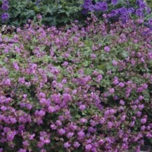 Geranium cantabrigiense Karmina