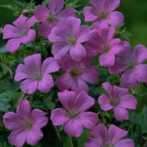 Geranium oxonianum Rose Clair