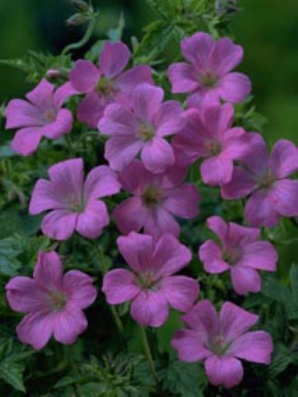 Geranium oxonianum Rose Clair