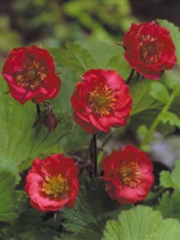 Geum Flames of Passion®