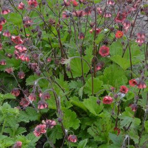 Geum Leonard's Variety