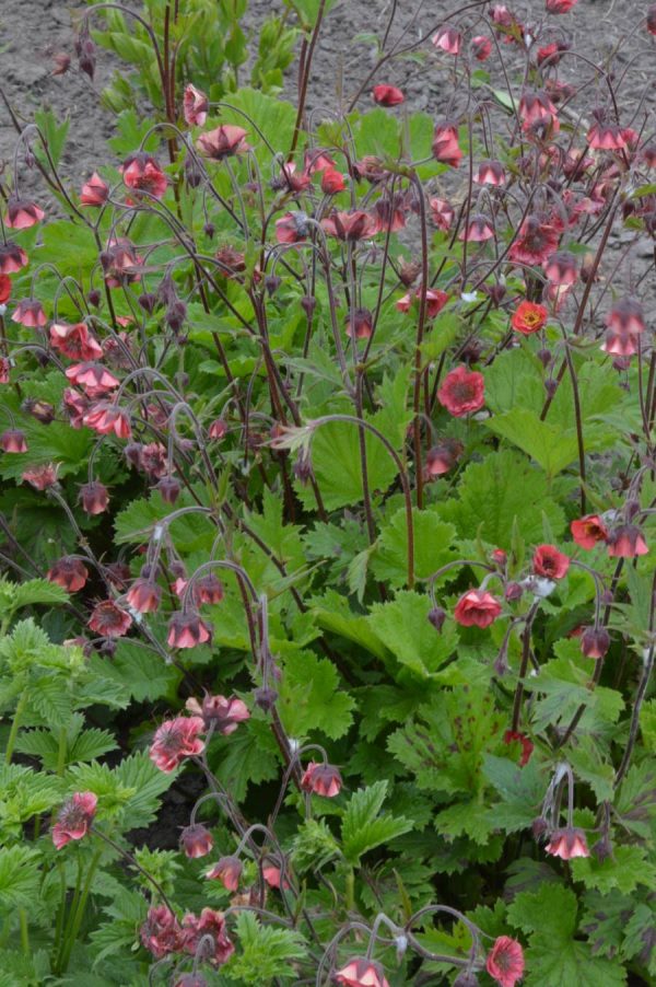 Geum Leonard's Variety