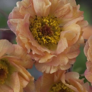 Geum Mai Tai®